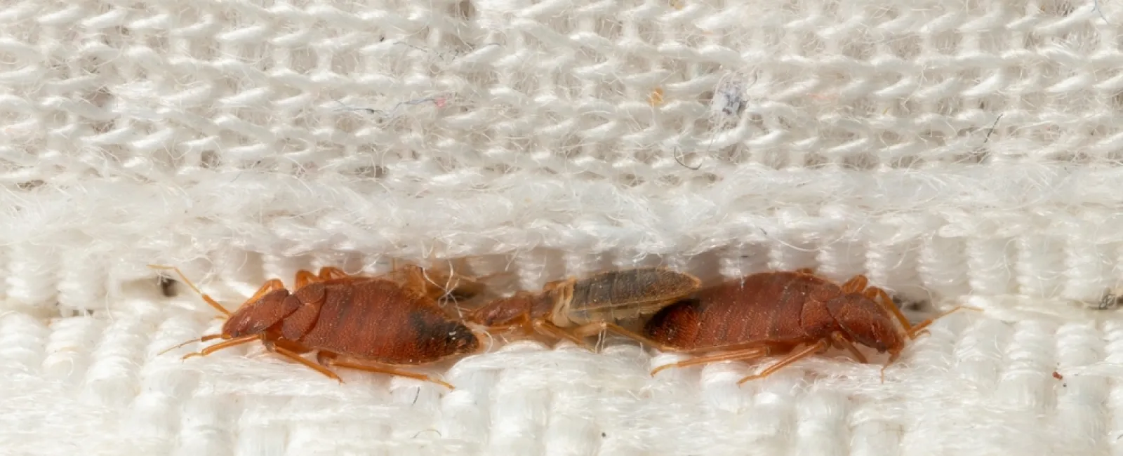 Close-up of three reddish bed bugs hiding in the folds of white woven fabric showing infestation details
