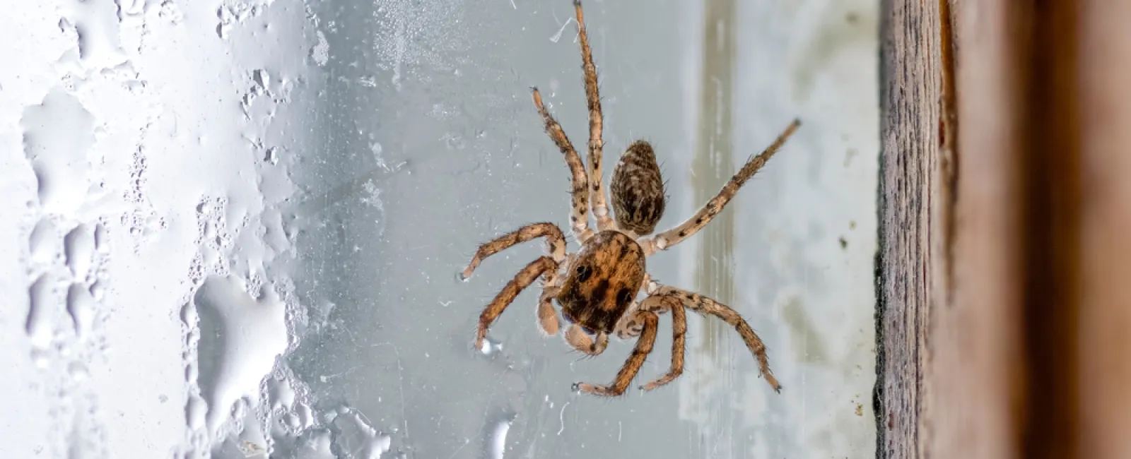 Close-up of a brown spider on a foggy window with water droplets and a wooden frame.