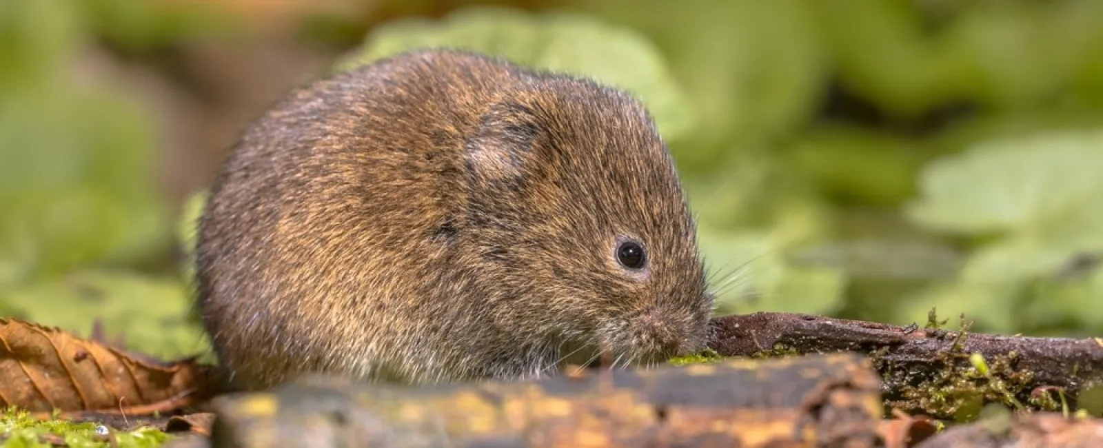 Close-up of a small brown vole on green moss with fallen leaves and twigs in a natural setting.