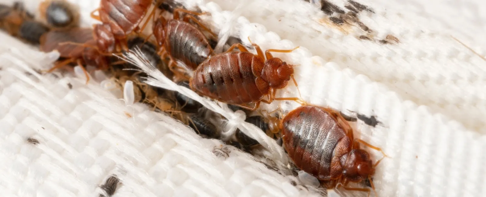 Close-up of bed bugs clustered on white fabric showing their reddish-brown oval bodies and legs.