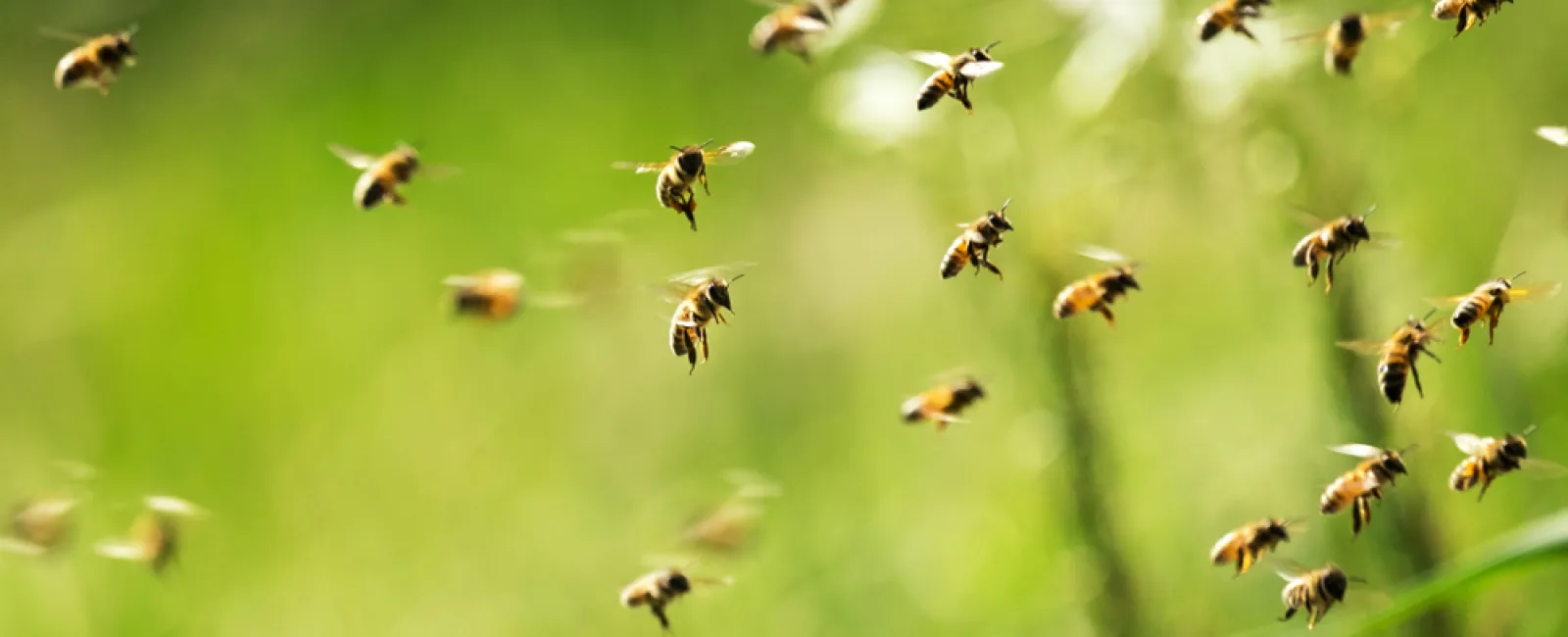 Numerous bees flying in a lush green natural environment on a sunny day.