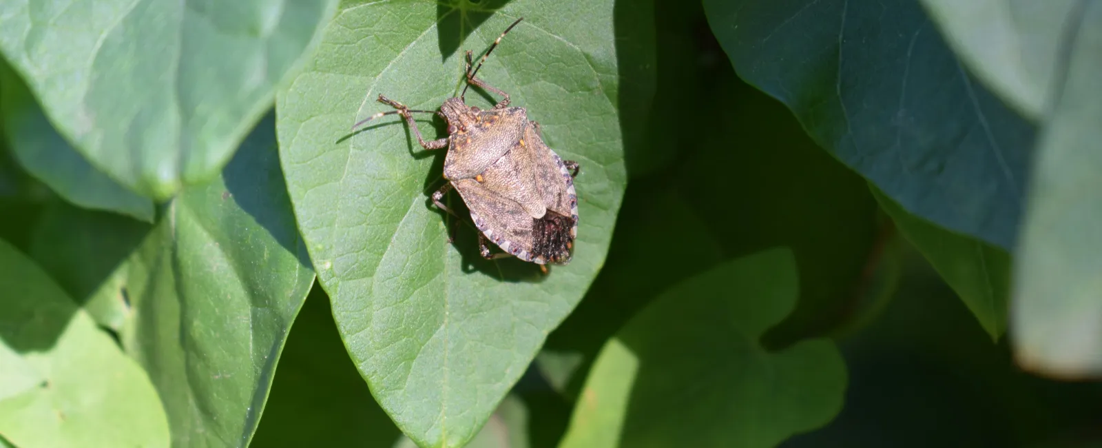 Close-up of a brown stink bug resting on a green leaf with surrounding foliage in natural sunlight.