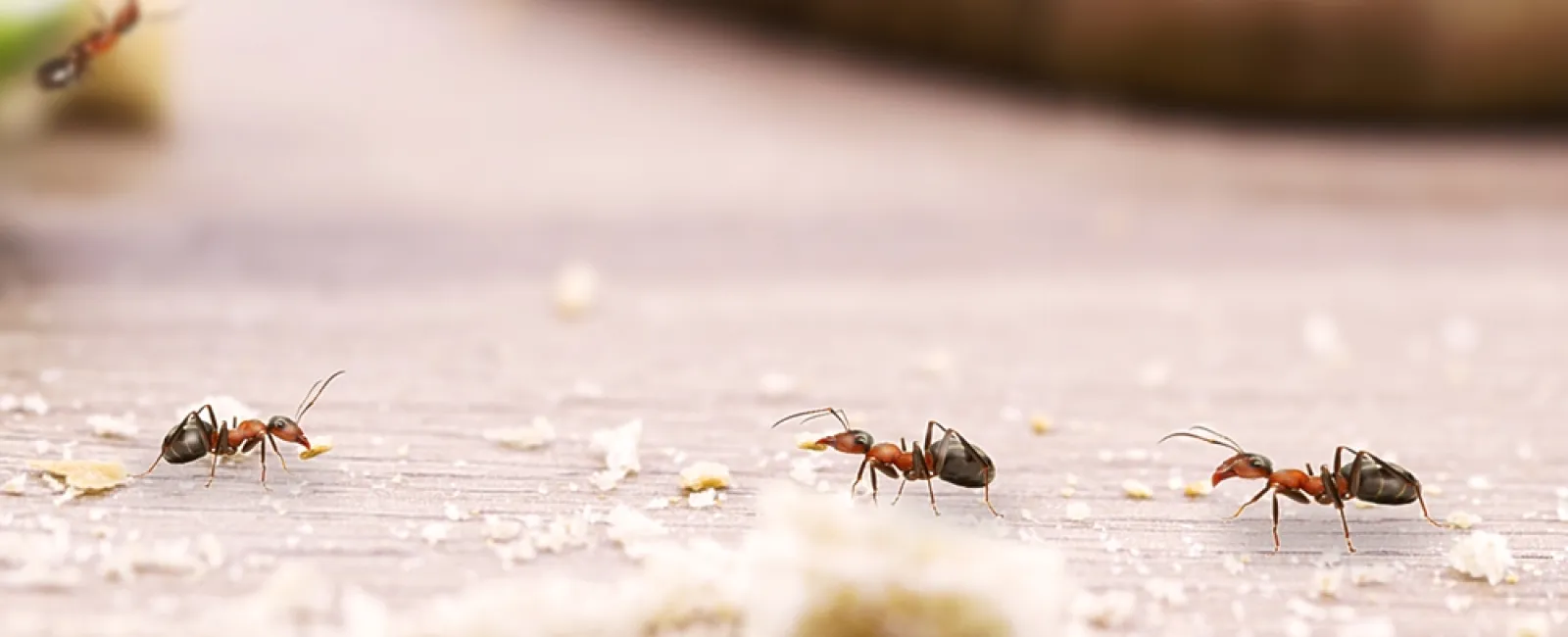 Close-up of red ants carrying food particles on a wooden surface with scattered crumbs and blurred background.