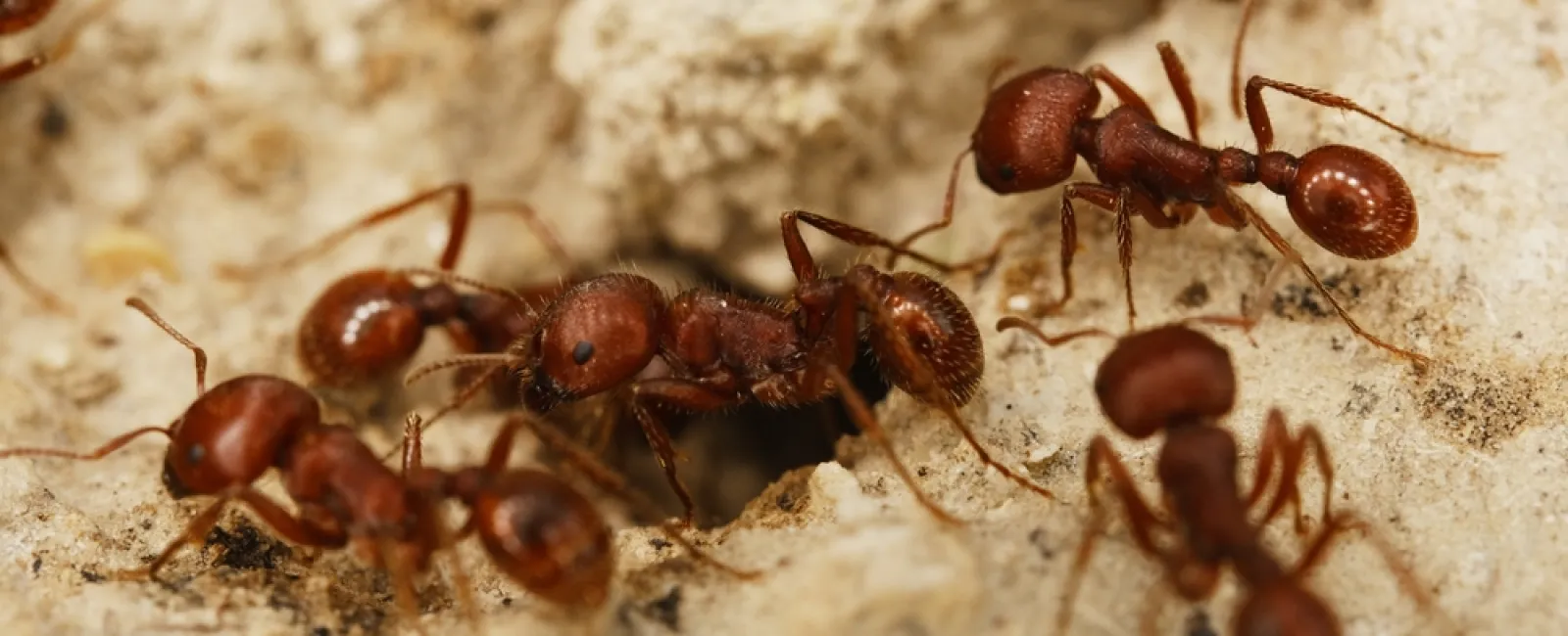 Close-up of red ants crawling on sandy soil near their nest entrance.
