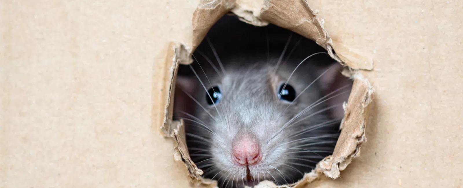 Close-up of a rat peeking through a torn hole in a cardboard box with whiskers and nose visible