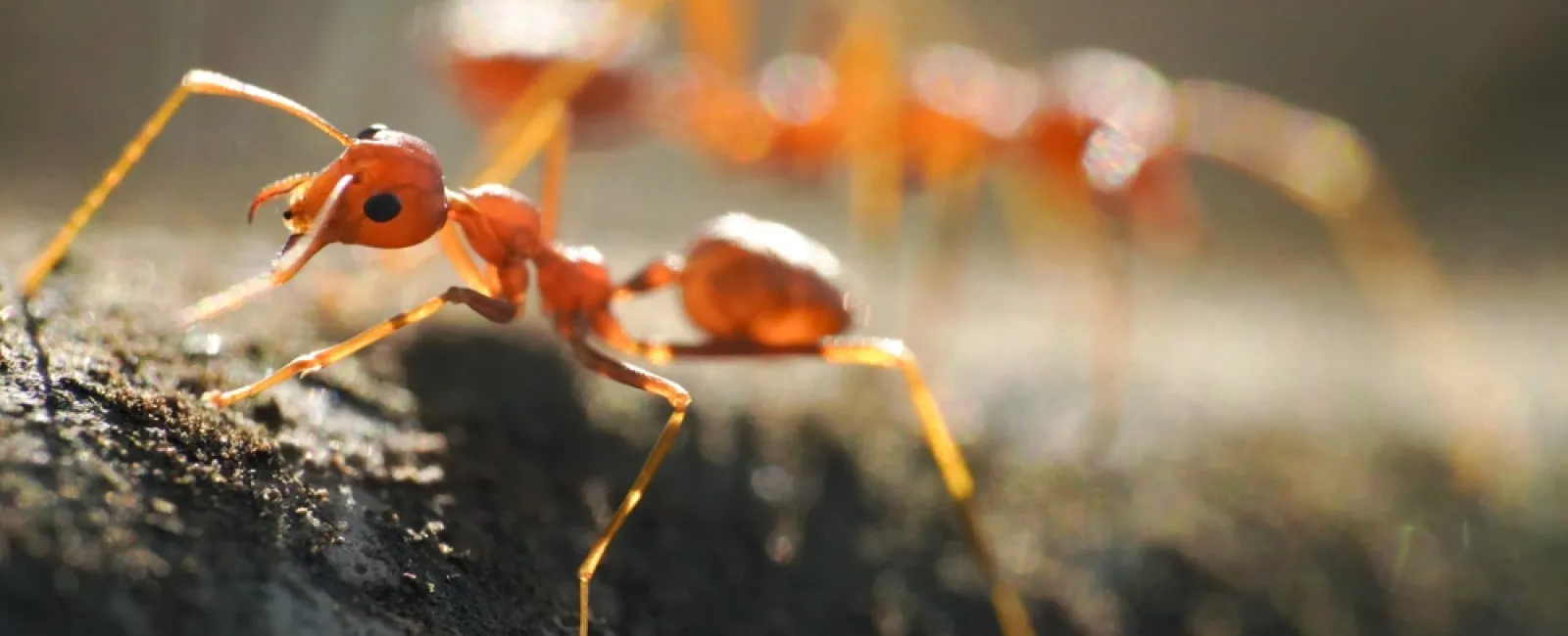 Close-up of red ants walking on a textured natural surface with a blurred background.
