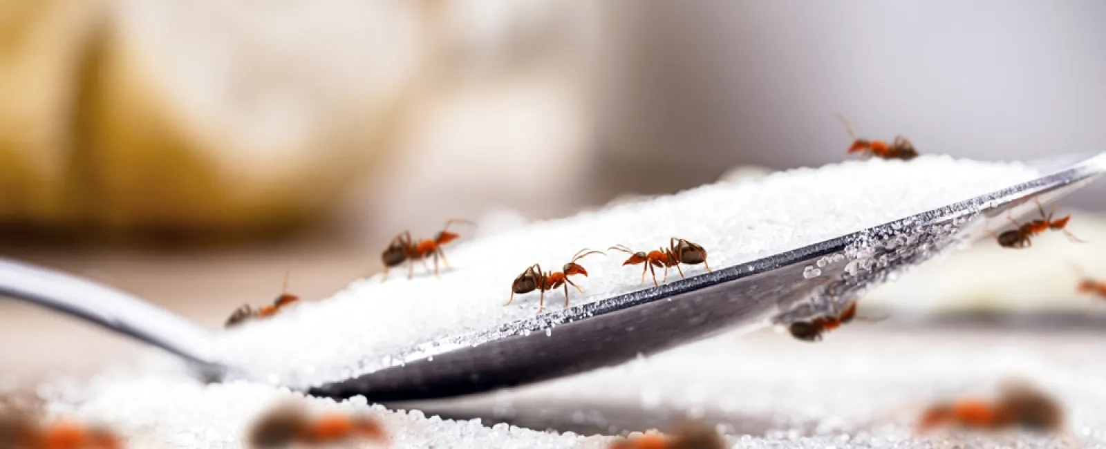 Close-up of ants crawling on a spoon filled with white sugar crystals on a blurred background