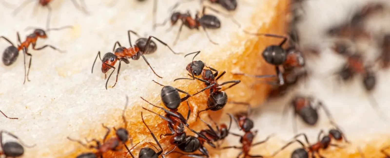 Close-up of red and black ants swarming over a piece of bread, showcasing their detailed bodies and legs.