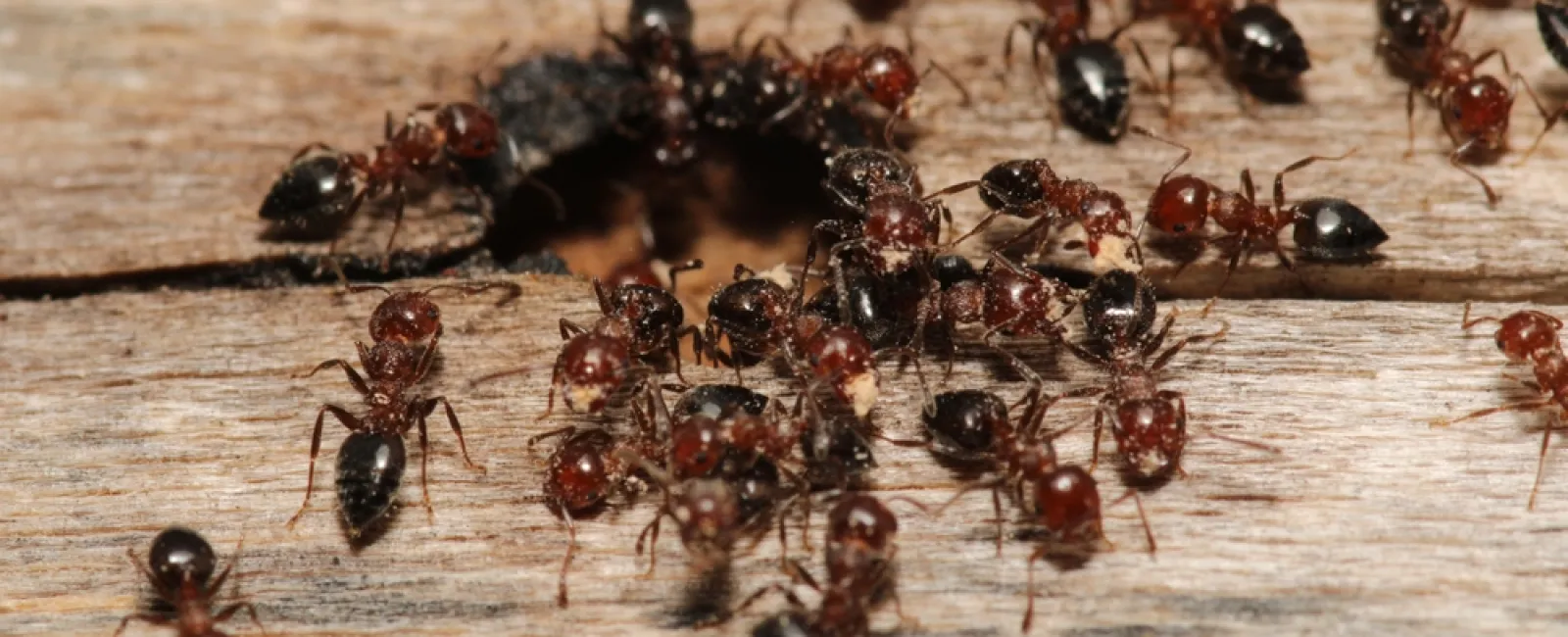 Close-up of many red and black ants swarming around a hole in old wooden surface outdoors.