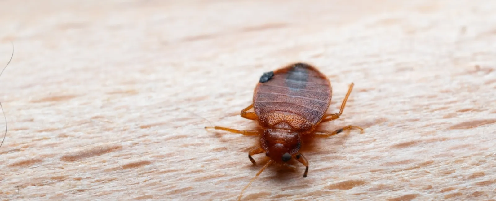 Close-up of a bed bug crawling on human skin with textured surface and fine hairs visible.