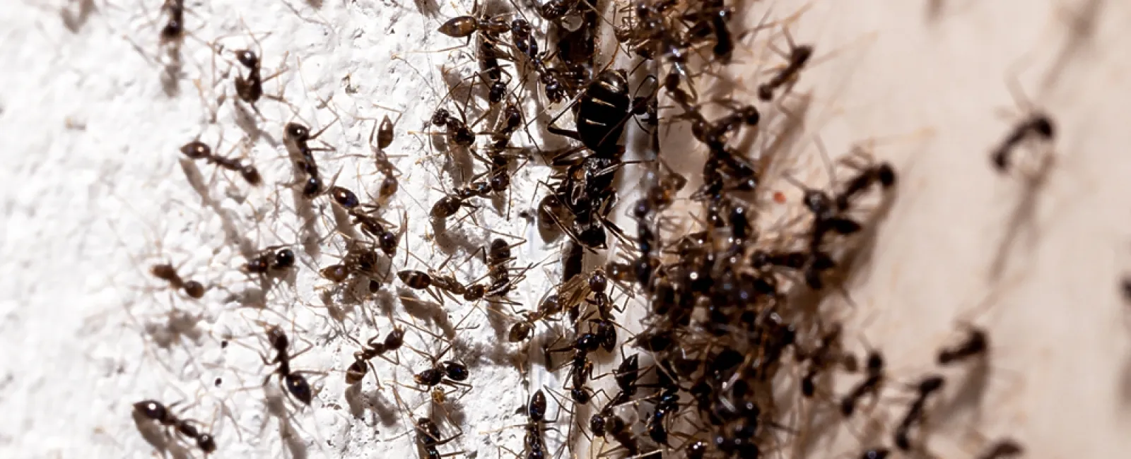Close-up of numerous black ants swarming on a textured white wall surface in daylight.