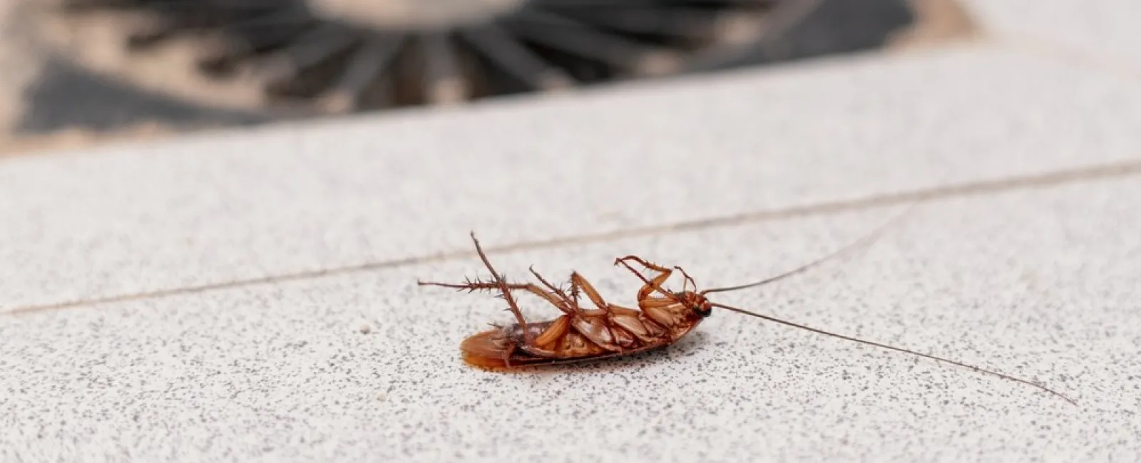 Dead cockroach lying on its back near a floor drain on a tiled surface indoors.