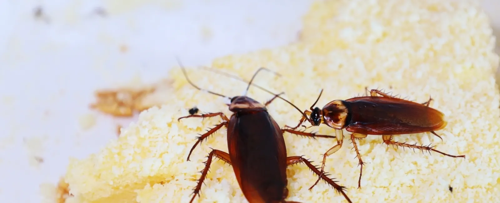 Two cockroaches crawling on crumbly bread against a light background close-up macro view.