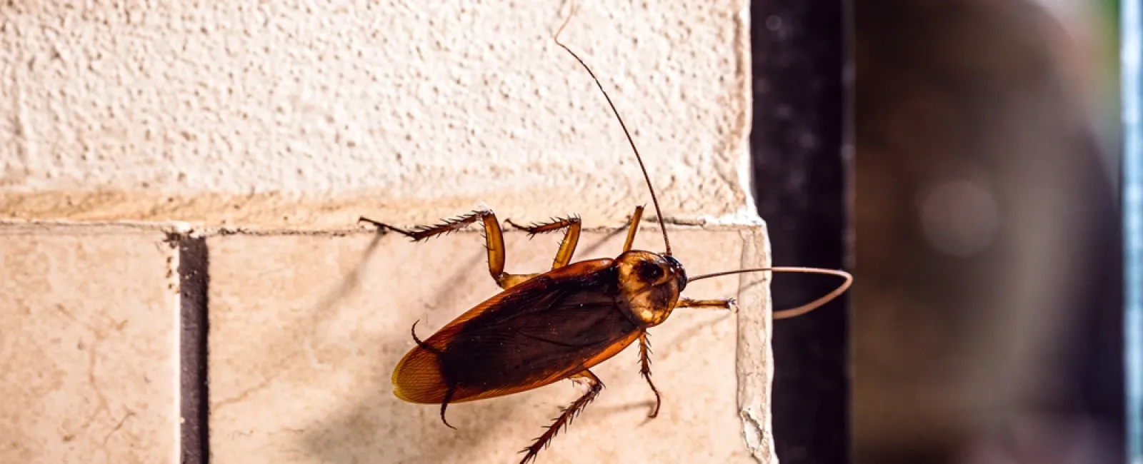 Close-up of a brown cockroach crawling on beige tiled wall with detailed legs and antennae visible