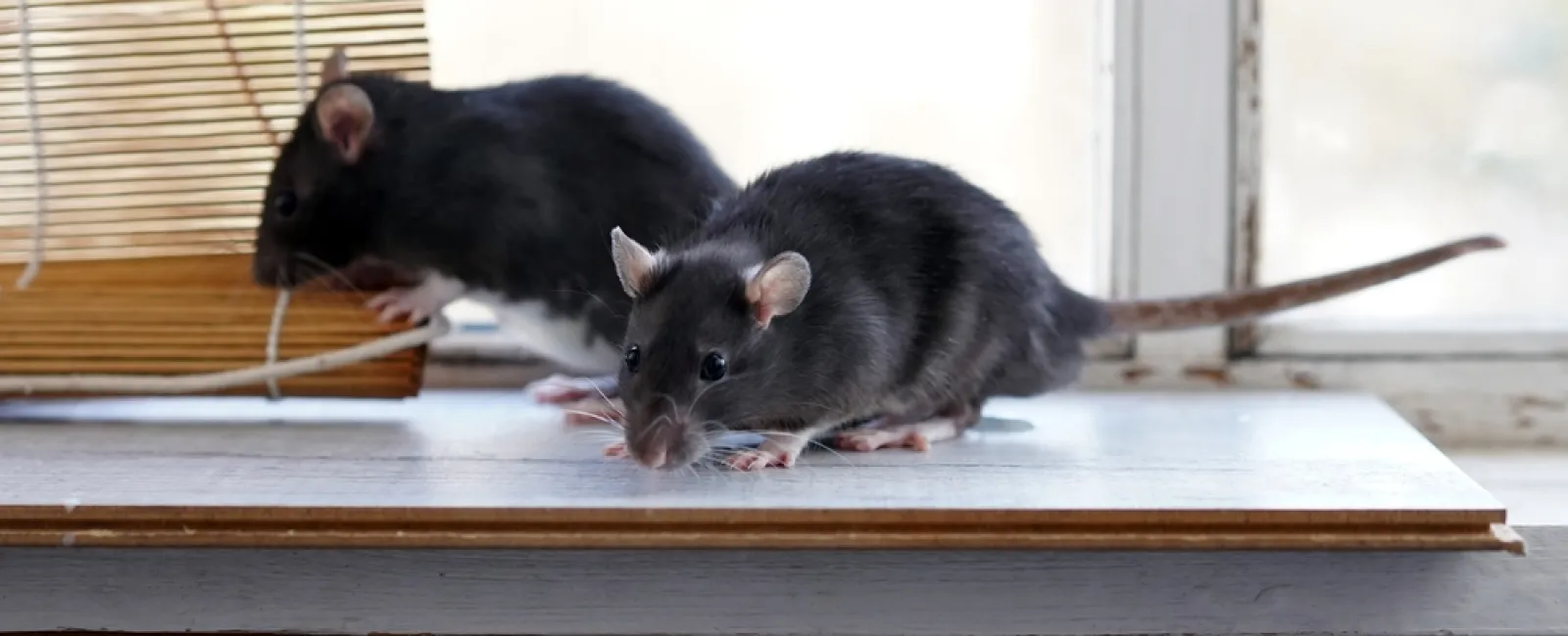 Two black rats on a windowsill near a bamboo blind in natural light indoor setting.