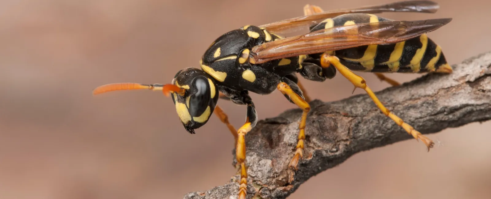 Close-up of a black and yellow wasp perched on a textured brown twig against a blurred background.