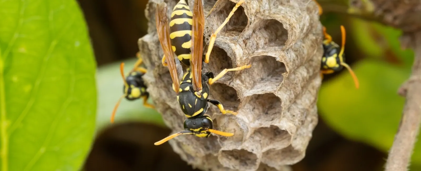 Close-up of yellow and black wasps building and tending a paper nest on a green leafy branch in nature.