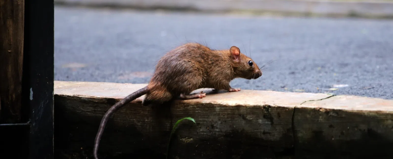 Brown rat perched on a concrete ledge near green grass and a paved road with blurred greenery in background