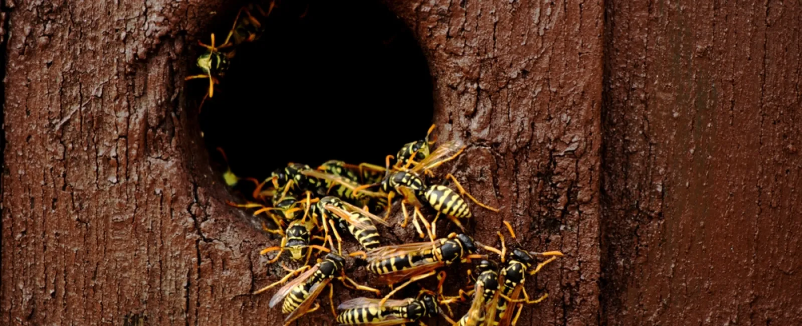 Group of yellow and black wasps gathered around a circular entrance hole in a wooden surface of a tree or structure.