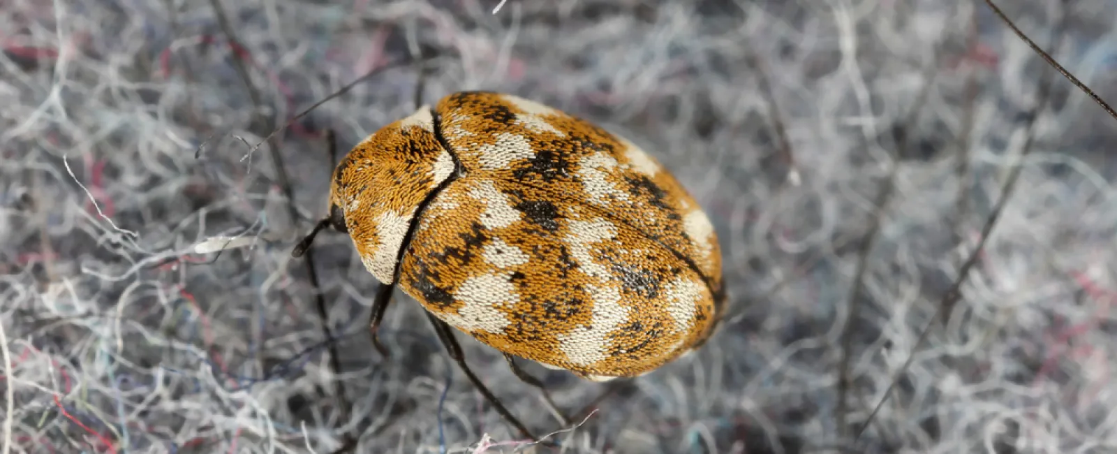 Close-up of a carpet beetle with brown and white patterned wings on textured fabric fibers.