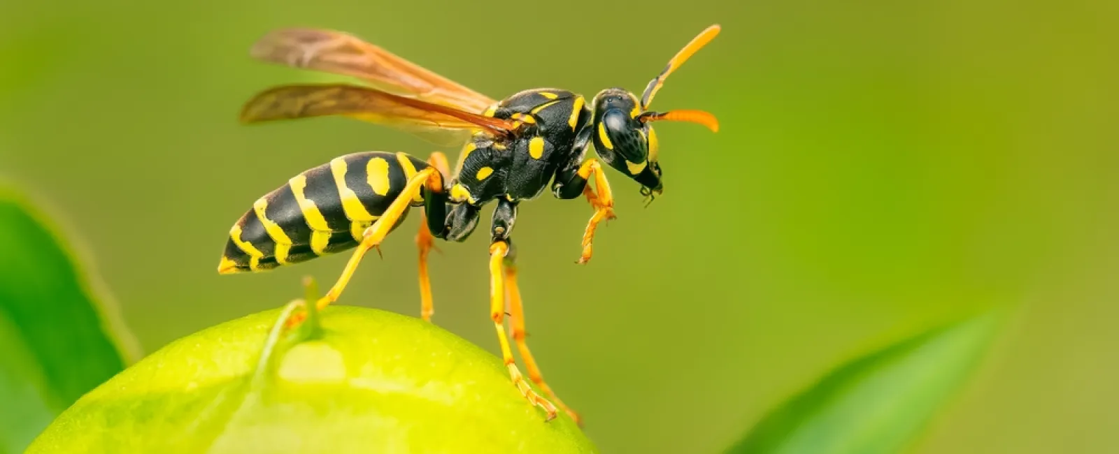 Close-up of a yellow and black wasp perched on a green fruit with a blurred green background