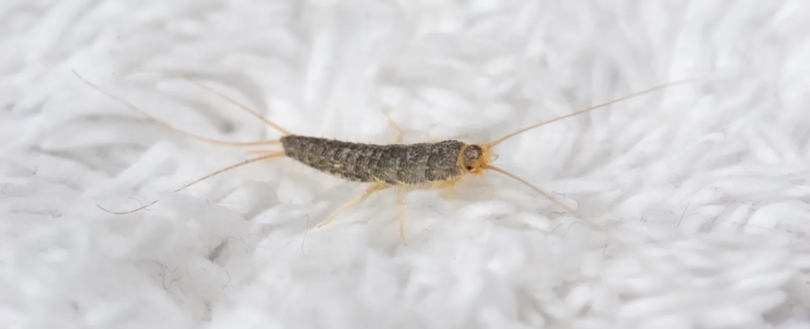 Close-up of a silverfish insect on a white textured surface showing its antennae and segmented body.