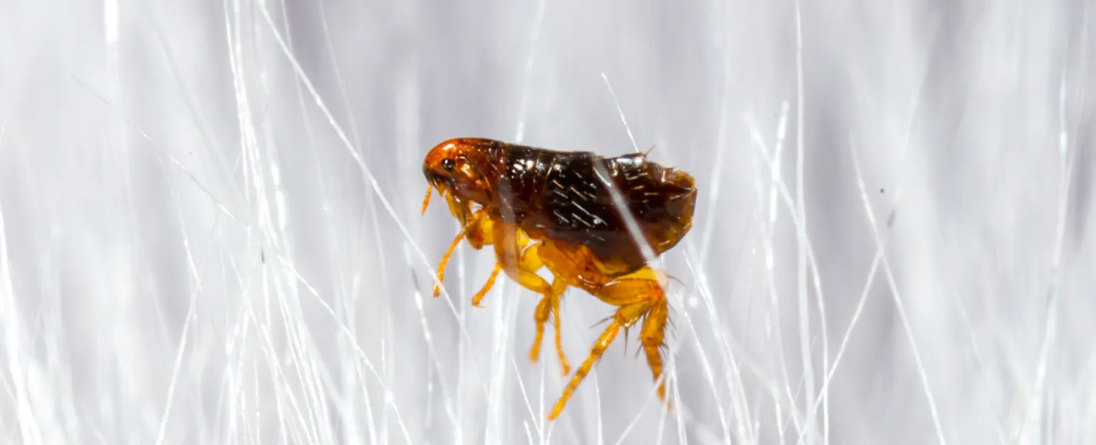 Close-up of a brown flea on white strands highlighting its detailed body and legs under magnification.