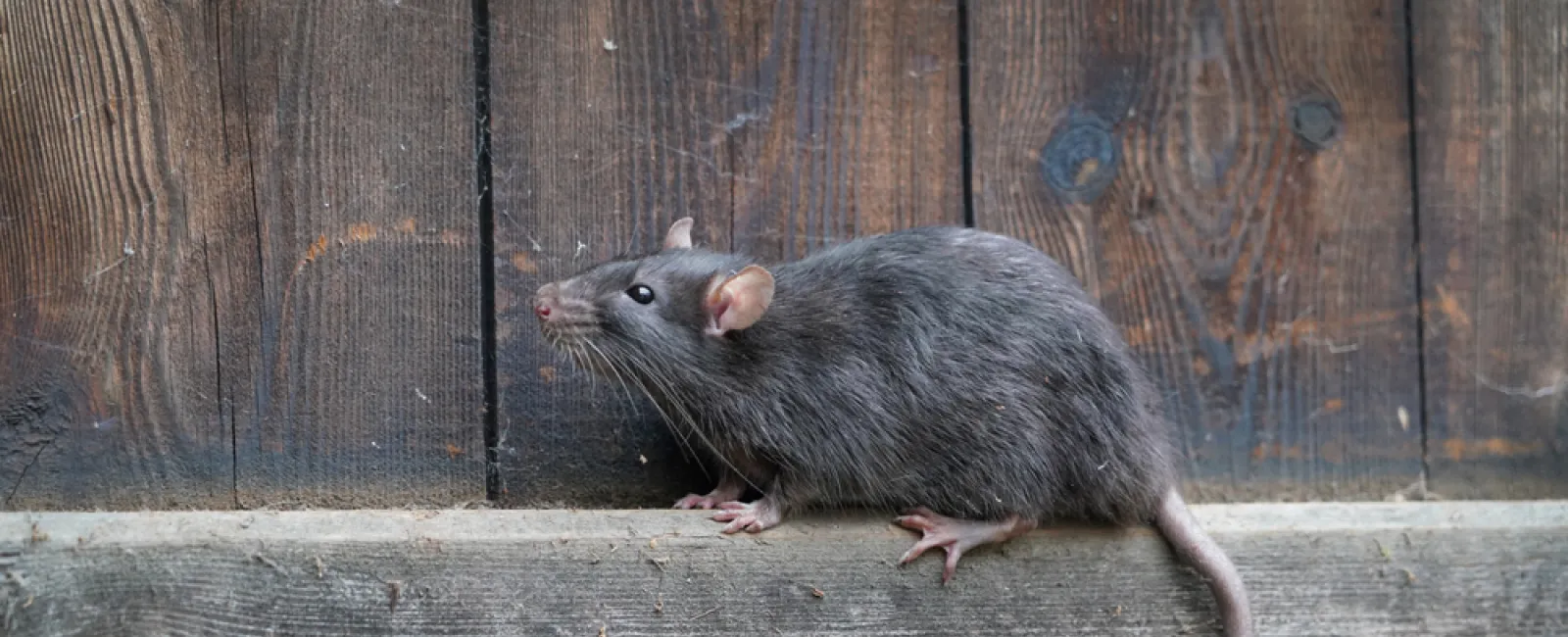 Gray rat with pink tail climbing on weathered wooden boards against a vertical wood background.