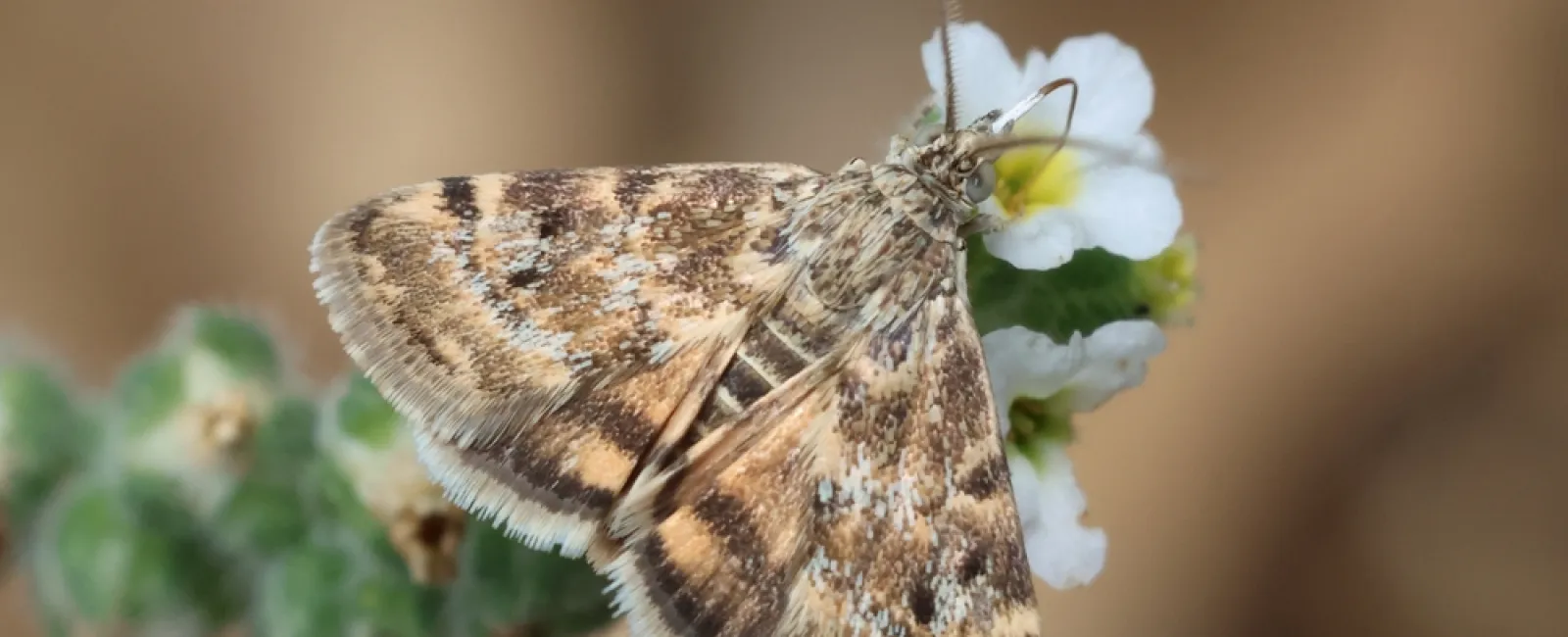 Close-up of a brown patterned moth resting on a small white flower with a blurred background