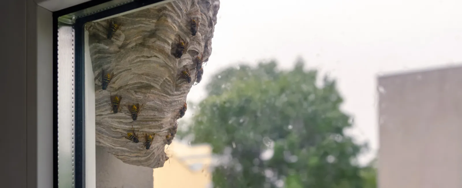 Close-up of a wasp nest attached outside a window with several wasps on its surface and trees in the background