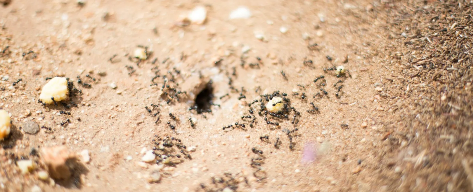 Close-up of ants and termites swarming around the entrance of an anthill on sandy ground with small stones scattered.