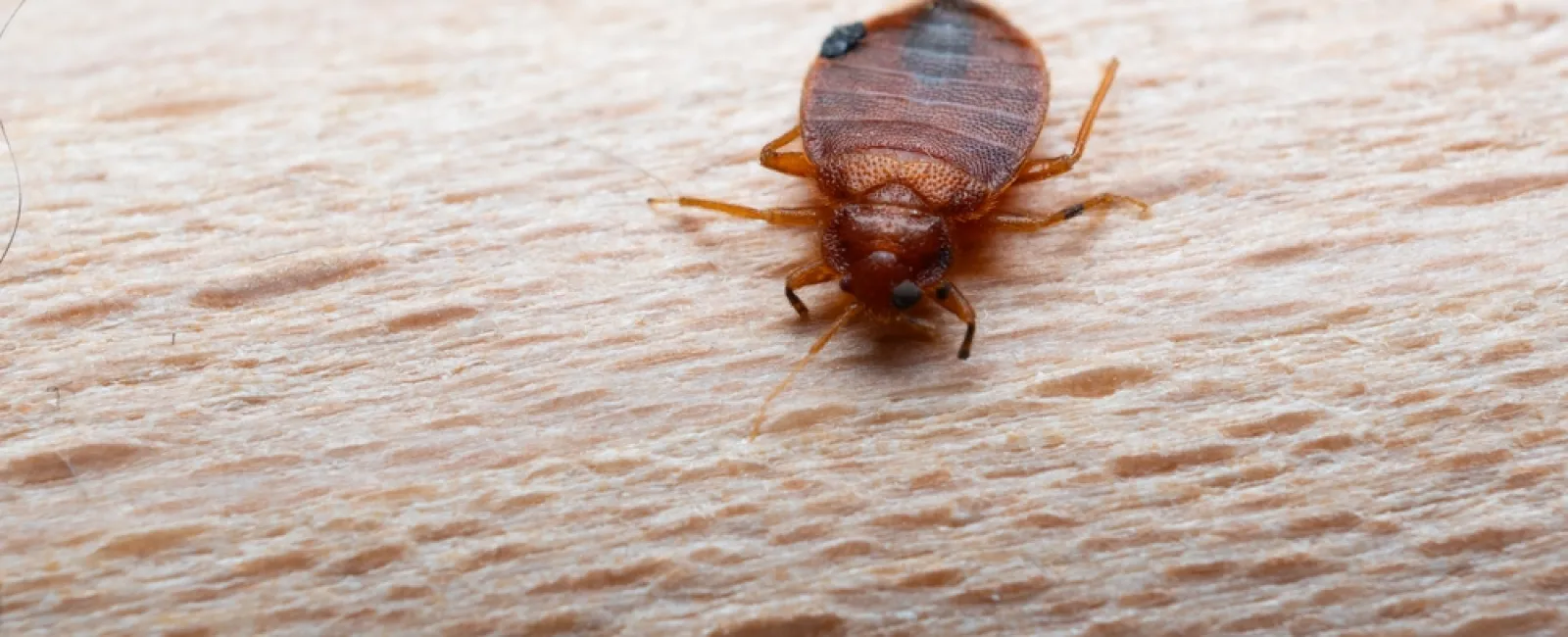 Close-up of a bed bug crawling on human skin, showing its reddish-brown oval body and legs.
