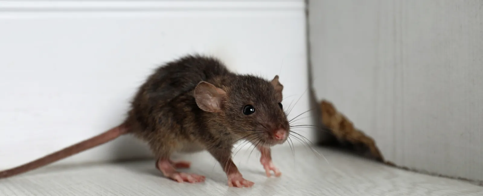 Small brown rat with pink feet near a hole in the wall on a light wood floor indoors.