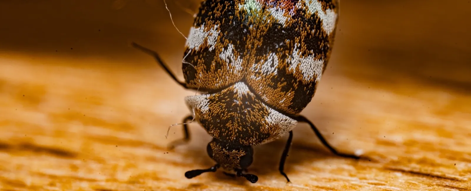 Close-up macro image of a multicolored carpet beetle on a wooden surface.