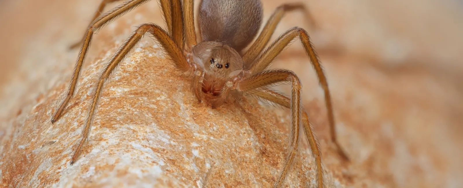 Close-up of a brown spider with long legs on a textured, light brown surface.