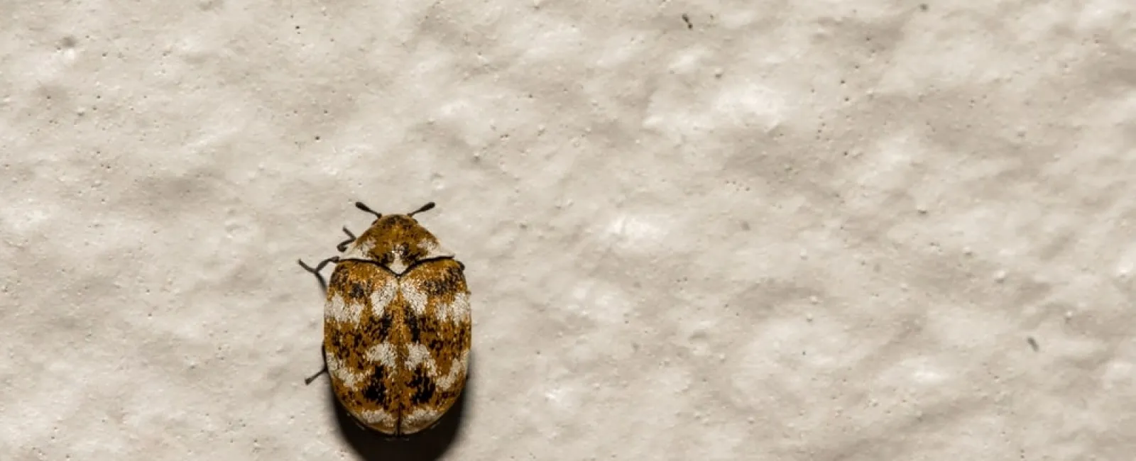 Close-up of a small brown patterned carpet beetle on a textured beige surface.
