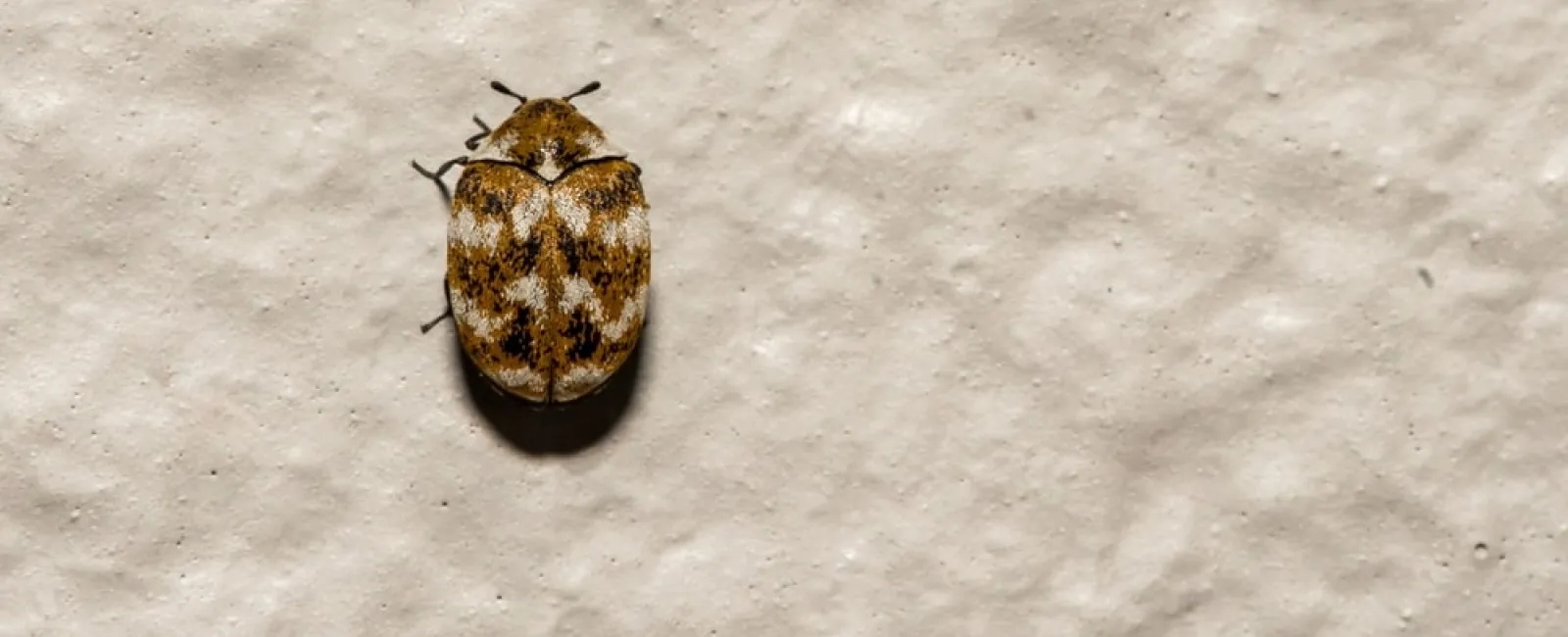 Close-up of a small brown patterned carpet beetle on a textured beige surface.