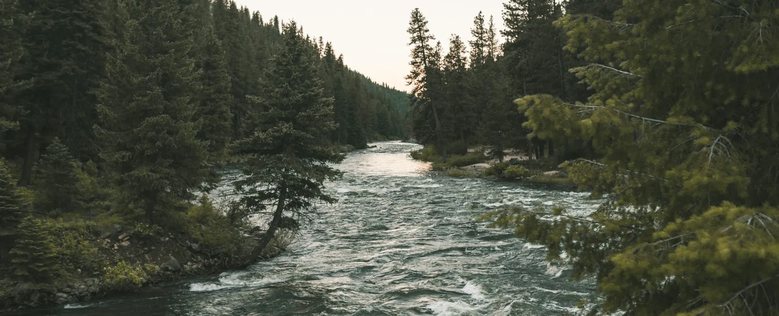 a river with trees on the side