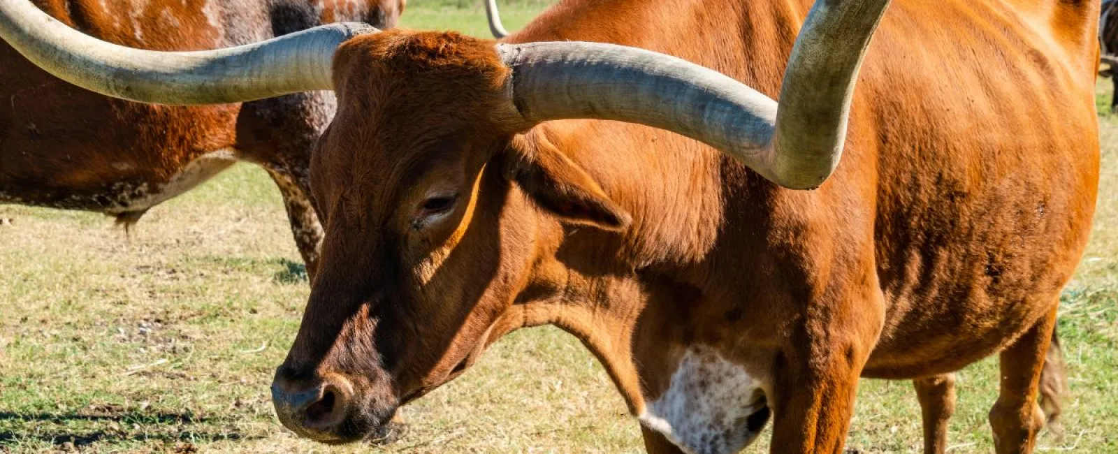 Texas Longhorn cows grazing in a sunlit pasture with large curved horns and green trees in the background