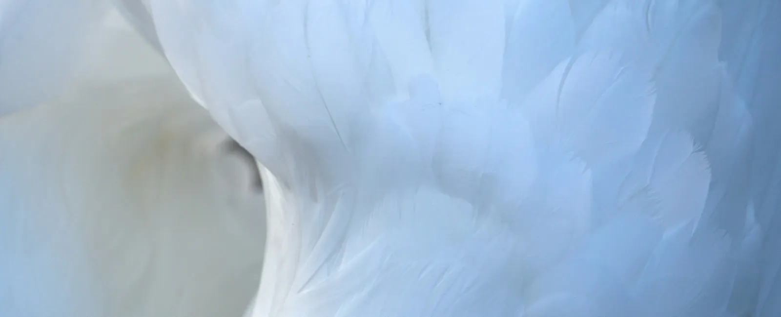 Close-up of soft white feathers with detailed texture and delicate layering in natural light.
