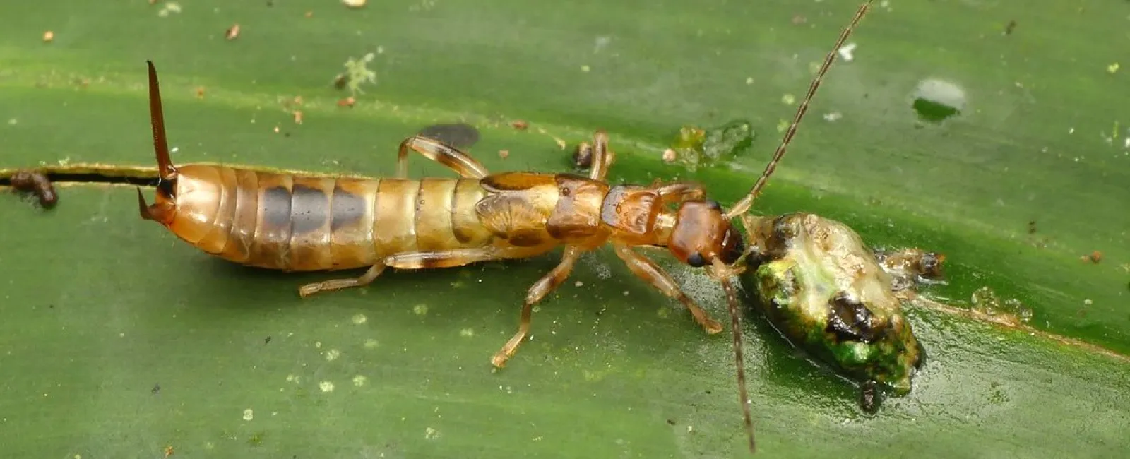 Top 10 Pest Control FAQs | Solve Pest Pros