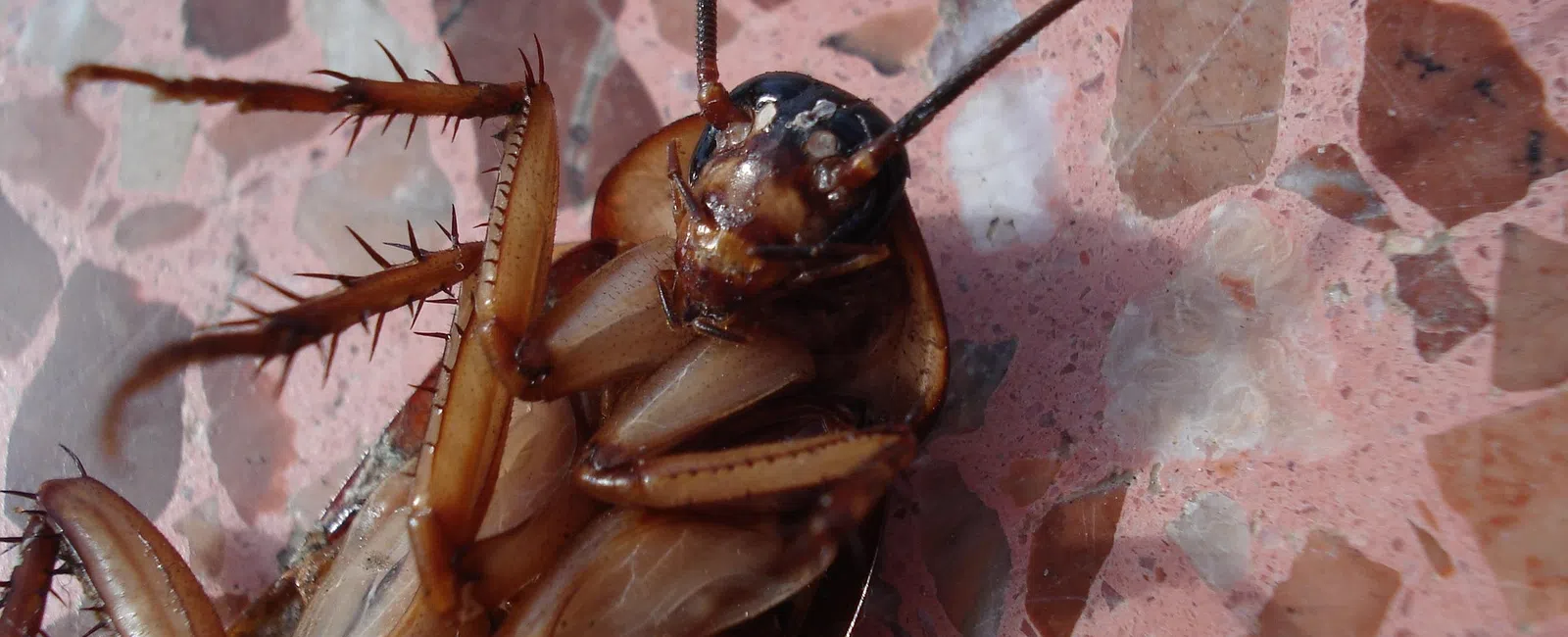 Close-up of a dead cockroach lying on its back on a pink terrazzo floor with visible legs and antennae.