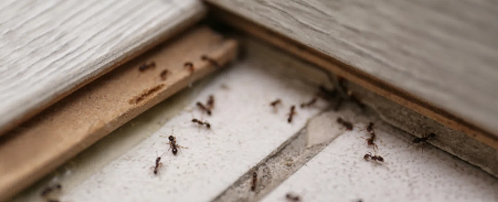 Why Ants Are Invading Your Home? The Surprising Causes of Ant Infestations in Homes