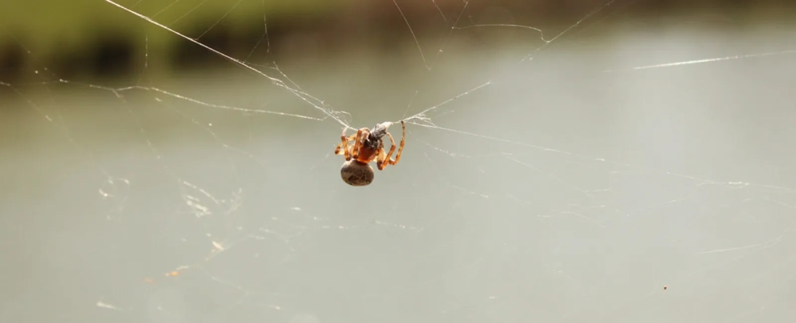 Small brown spider hangs on its web with a blurred green and water background in natural light.