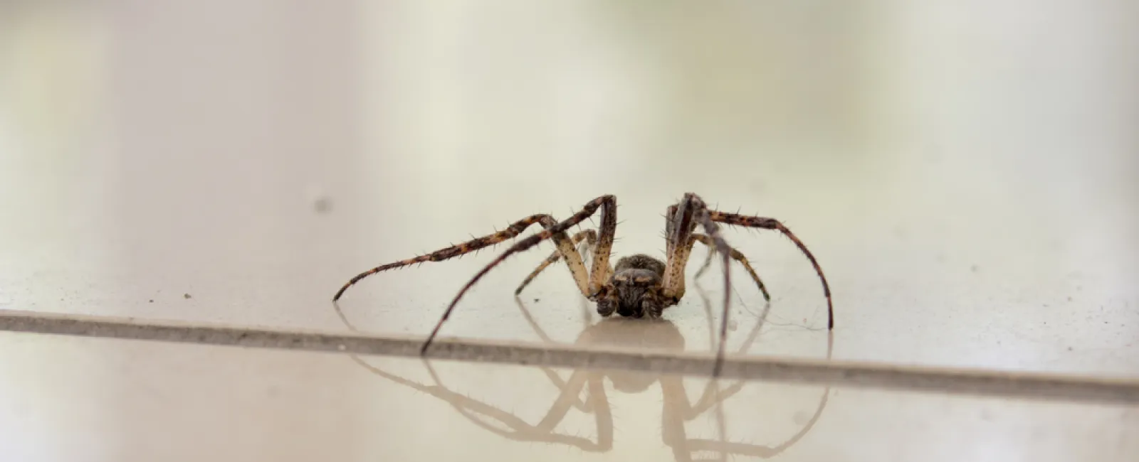 Close-up of a brown spider with long legs on a smooth reflective surface showing its reflection clearly.