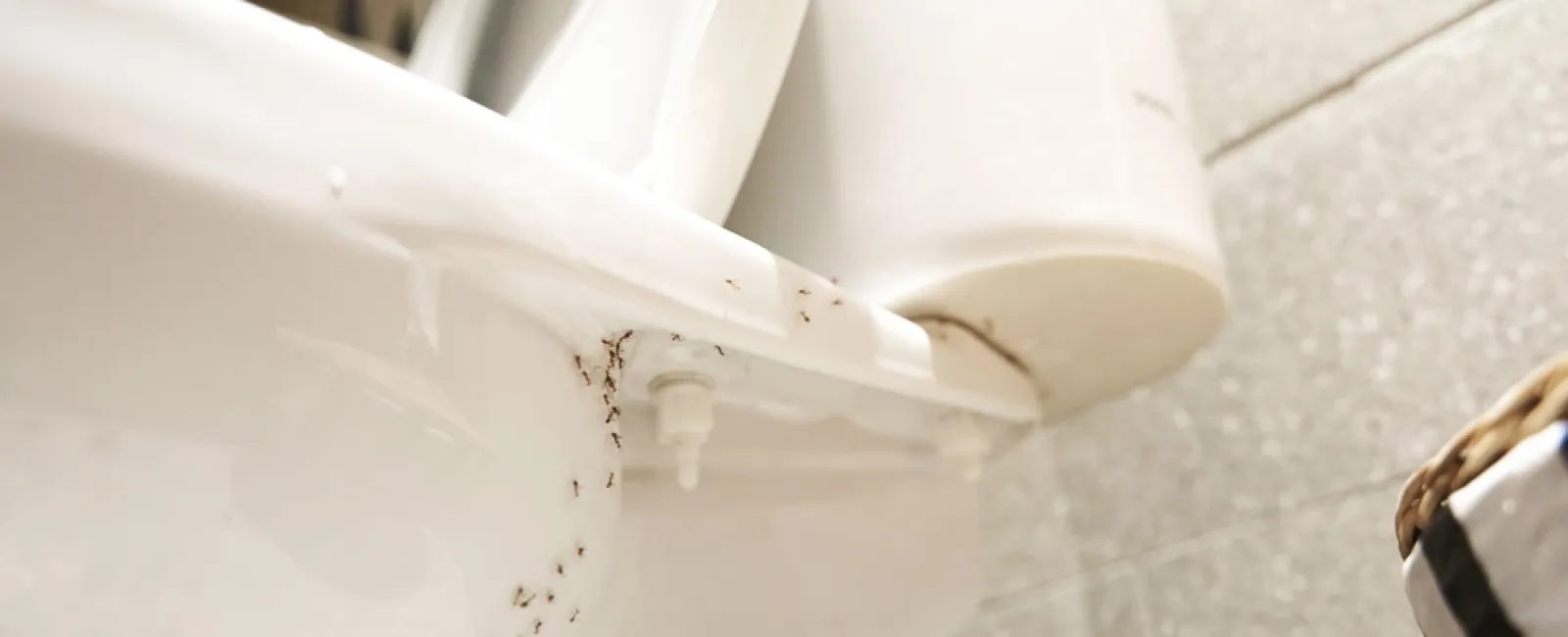 Close-up of a white toilet infested with small black ants crawling around its base and tank area.