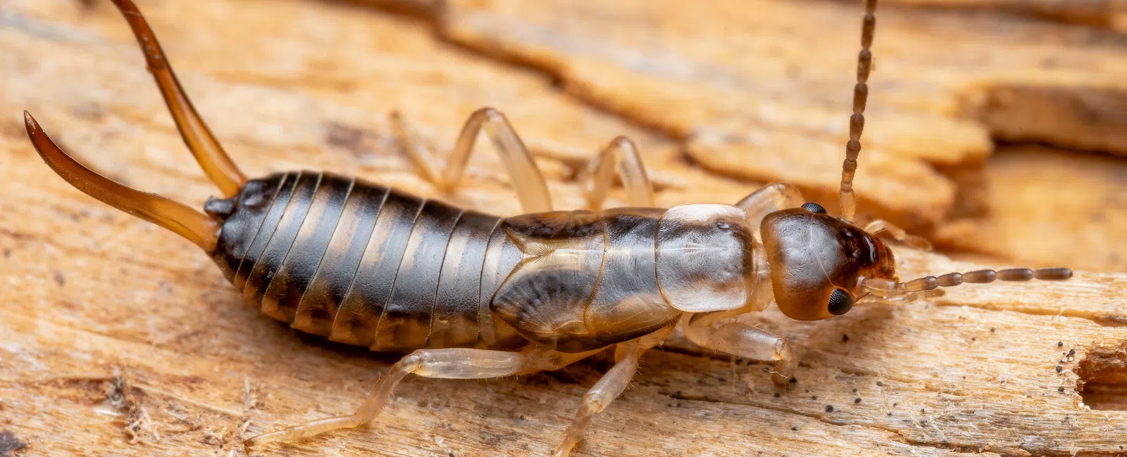 Close-up of a brown earwig insect on textured wooden surface with visible antennae and pincers.