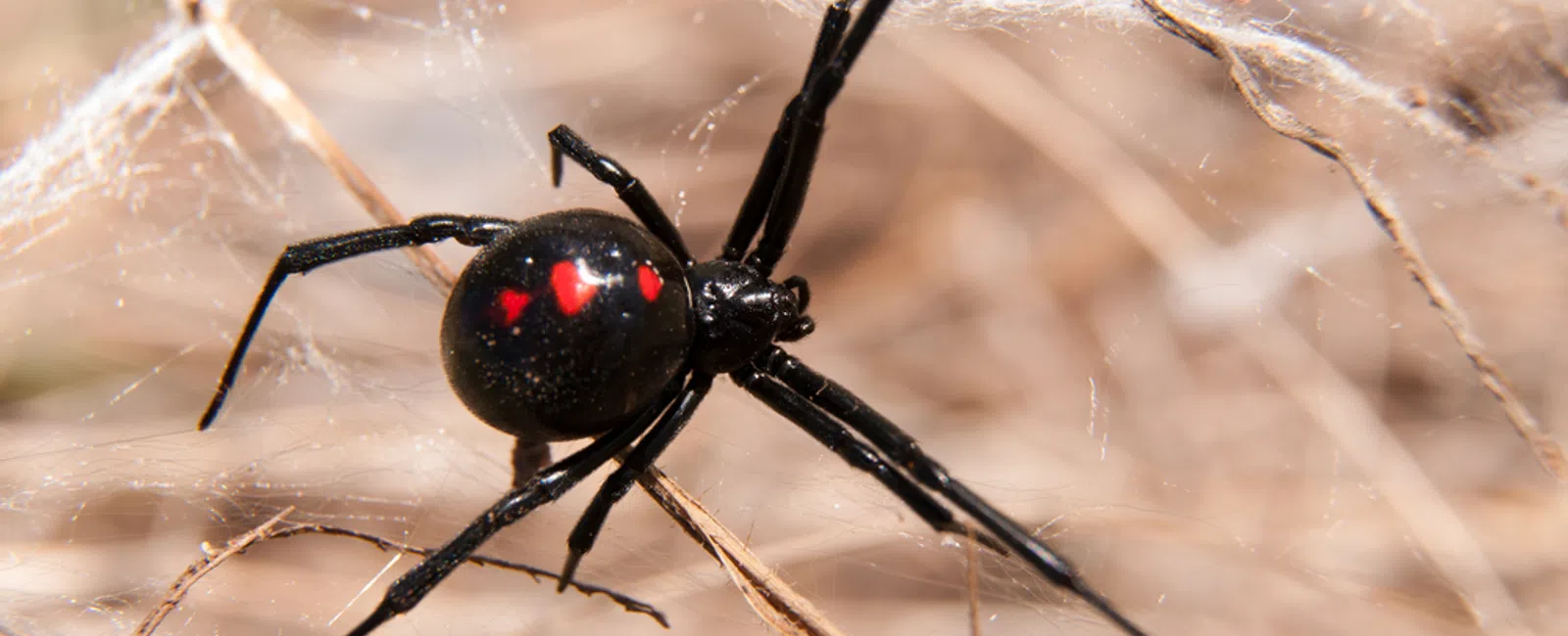 Close-up of a black widow spider with red hourglass markings perched on its web in a natural setting.