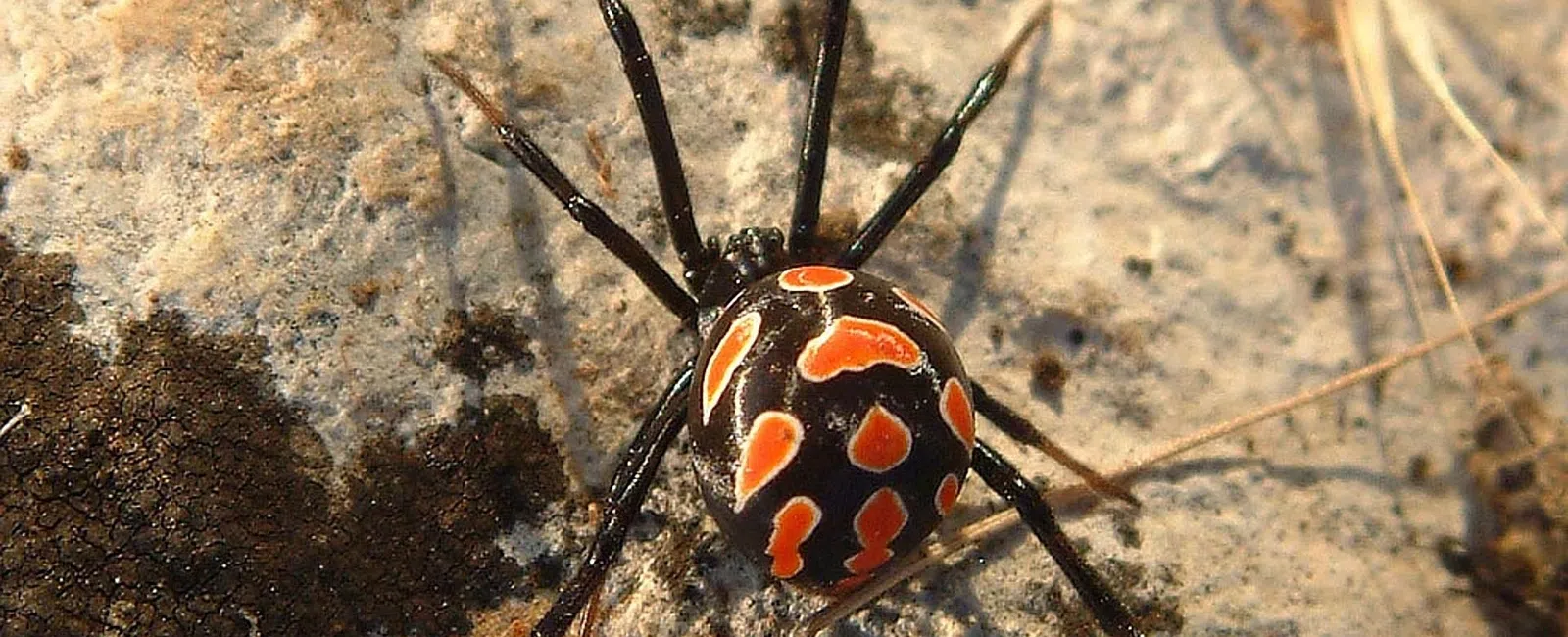 spider pest control in Roseville, CA