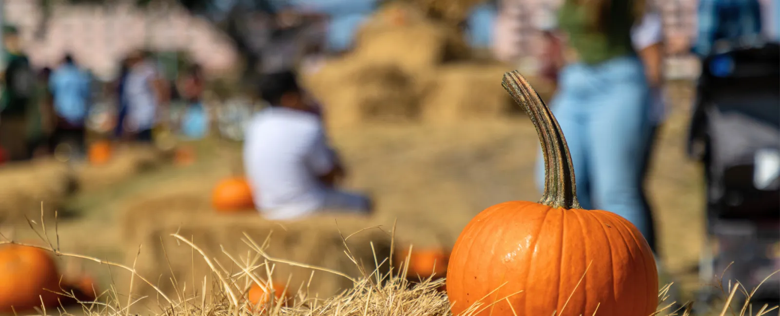 Bright orange pumpkin on hay bale at a sunny outdoor pumpkin patch with people in the background.